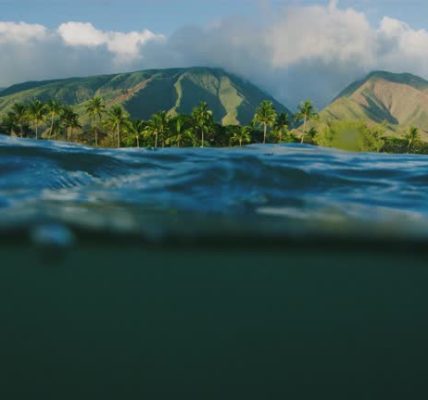 Turtle Trek Oahu Snorkeling Adventures