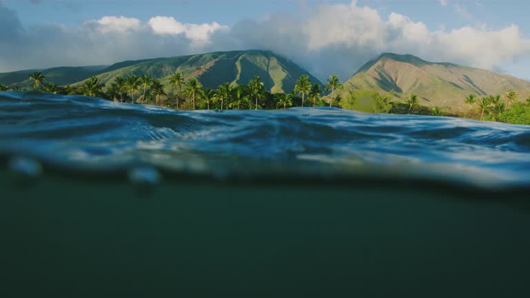 Turtle Trek Oahu Snorkeling Adventures